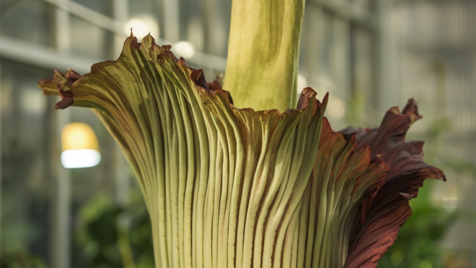 These Stinky Plants Are Blooming And Drawing A Crowd