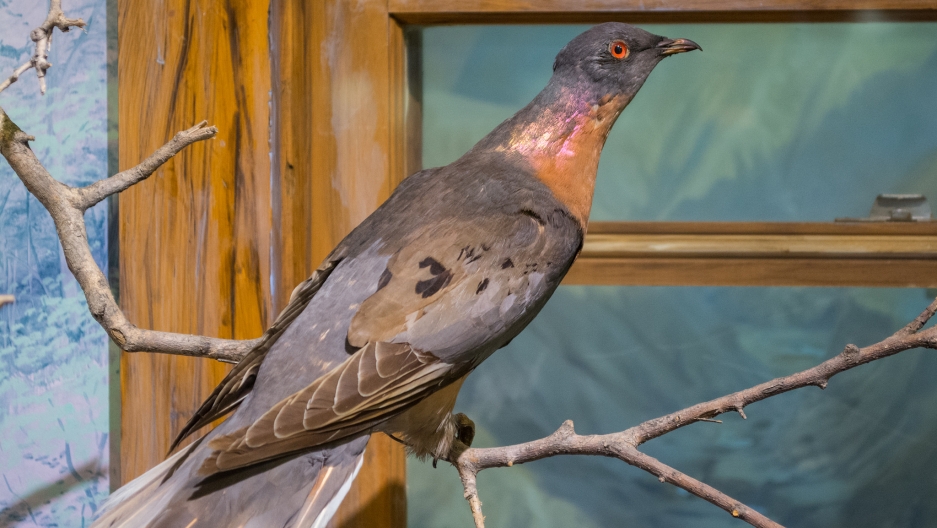 passenger pigeon