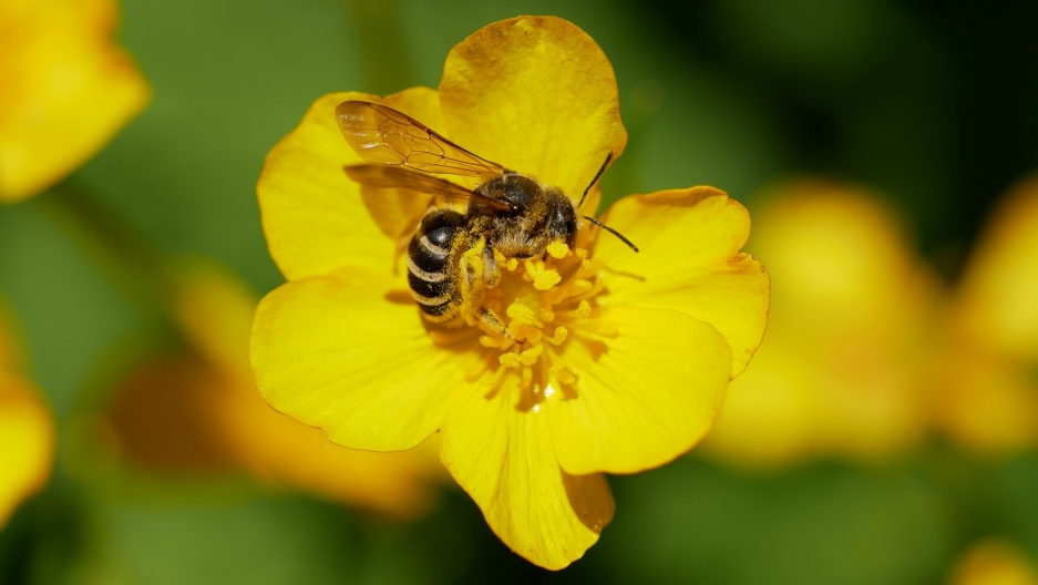 five interesting facts about bees that you probably didn t know