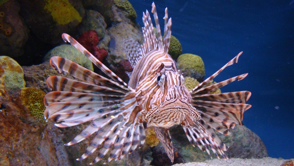 conservationists want you to