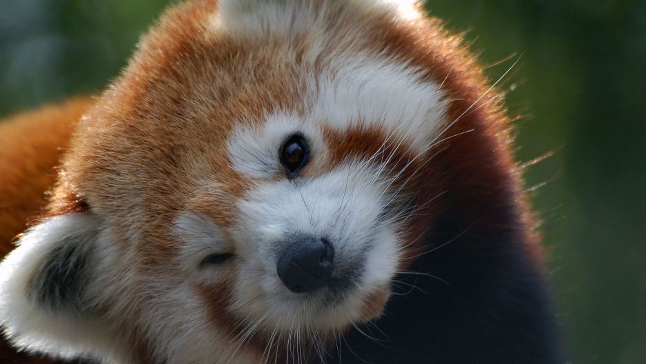 Nepal closes a national park to give mating red pandas ... Nepal closes a national park to give mating red pandas ...