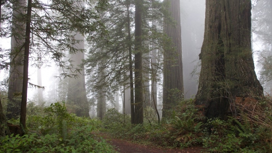 Redwoods And Fog A Love Story