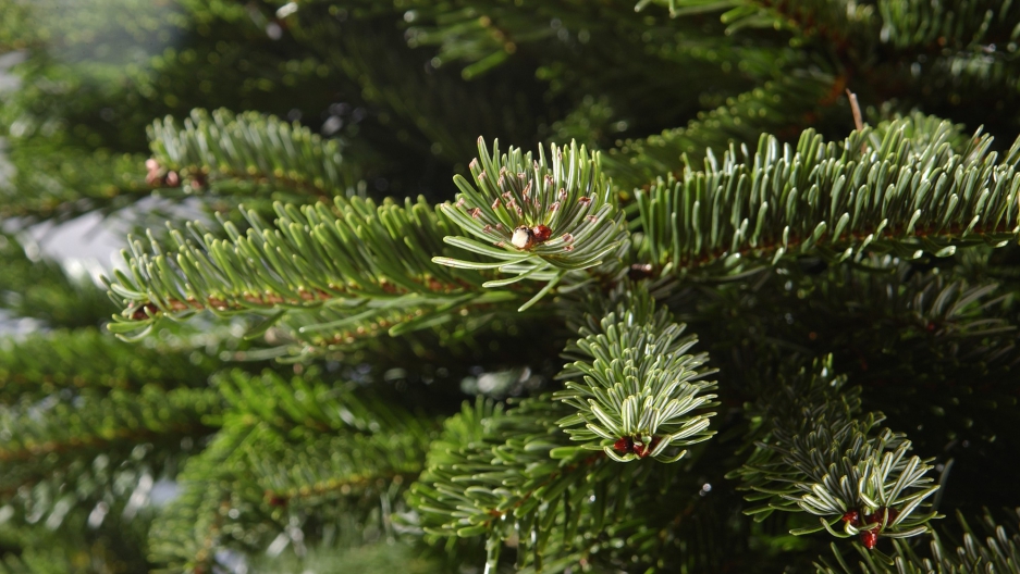 It has nothing to do with holiday spirit. Why your Christmas tree loses its needles.