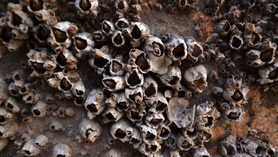 Barnacles could help unlock the mystery of Malaysia ...