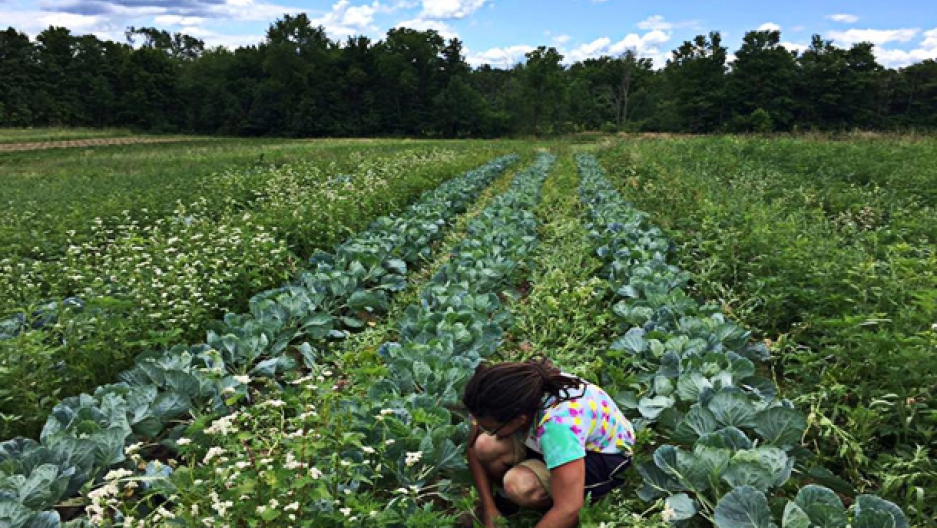 Wild swings in the weather mean that some farm crops will ...