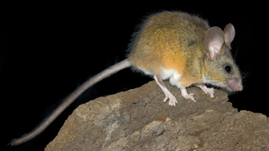 BPA exposure is linked to changes in parenting behavior in mice