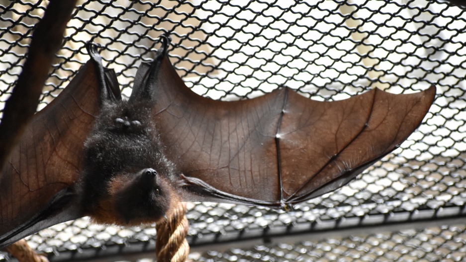 Academic researchers explore the fascinating biomechanics of bat flight and neuroscience in