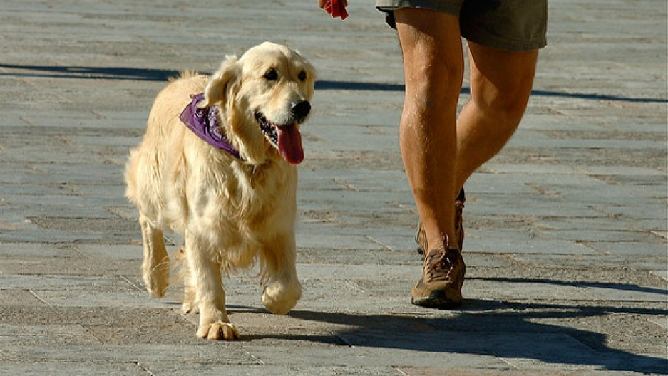 Dog owners live longer, a new study says