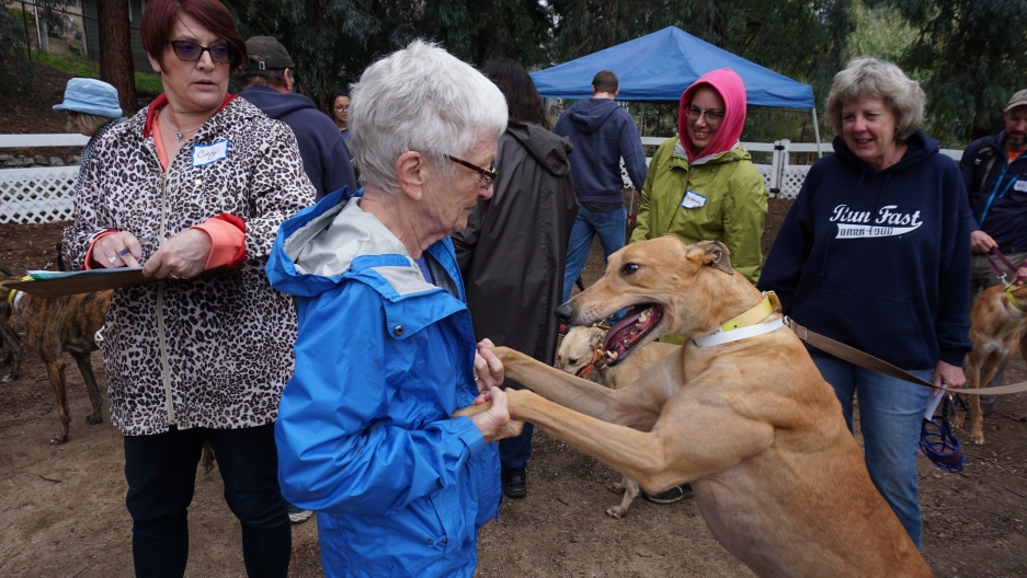 Why a trailer filled with 23 greyhounds is crossing the USMexico border