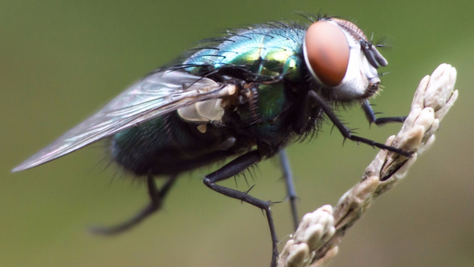 'The Secret Lives of Flies' by Erica McAlister provides insight into the diversity of the ...