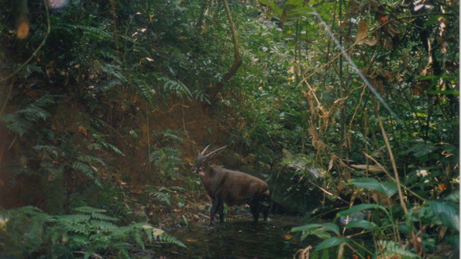 The saola, nicknamed the Asian Unicorn, is still a mystery. But one thing about it is clear: it ...