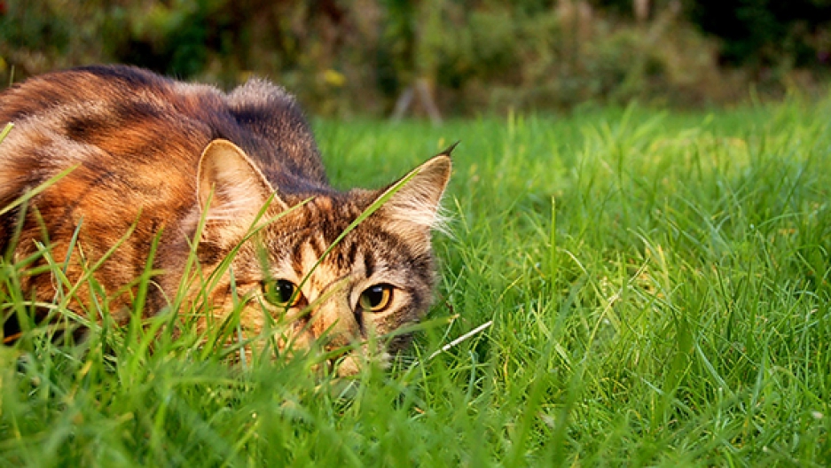 do you really understand the 'lion in your living room'?