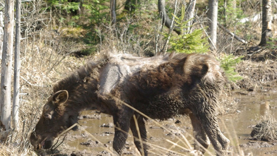 Moose in New England face grisly deaths from tick infestations Moose in New England face grisly deaths from tick infestations
