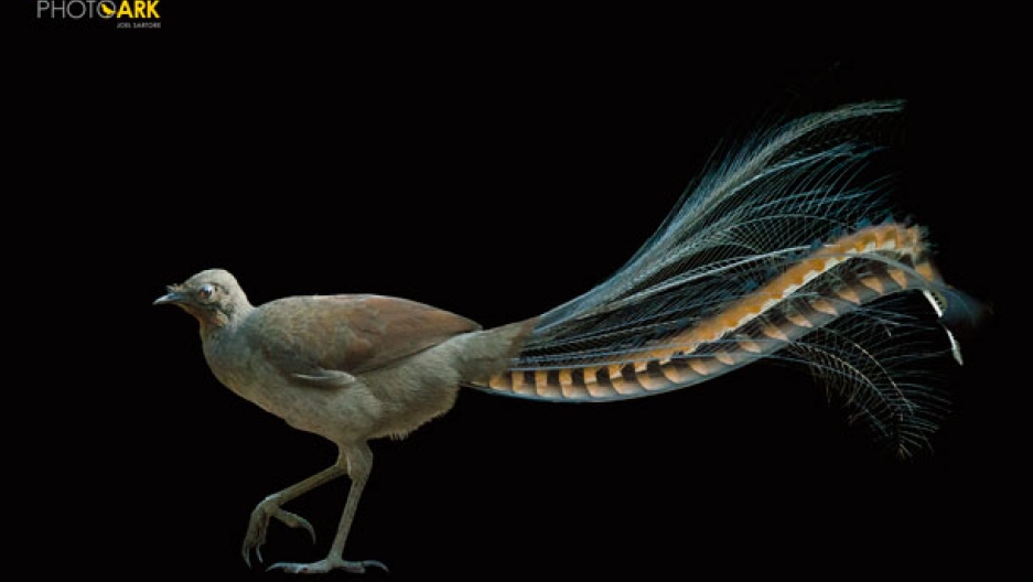 you can help celebrate the year of the bird by finding ways large
