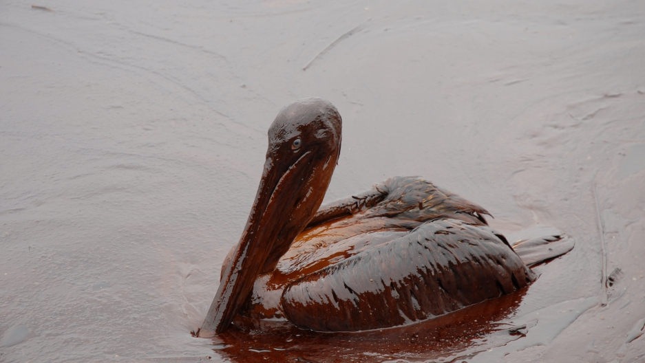 How Oil Spills In The Gulf Of Mexico Affected Her Childhood Oil Pelican