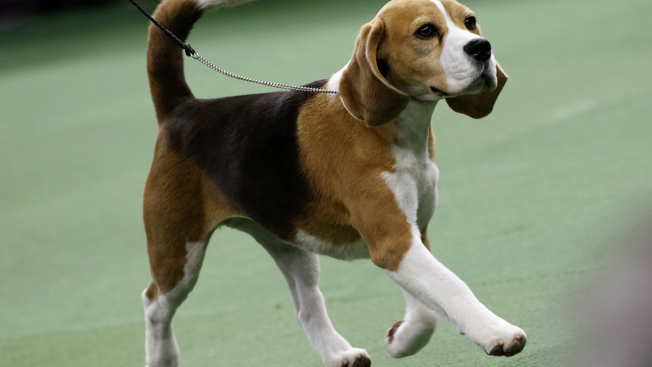 beagle dog big