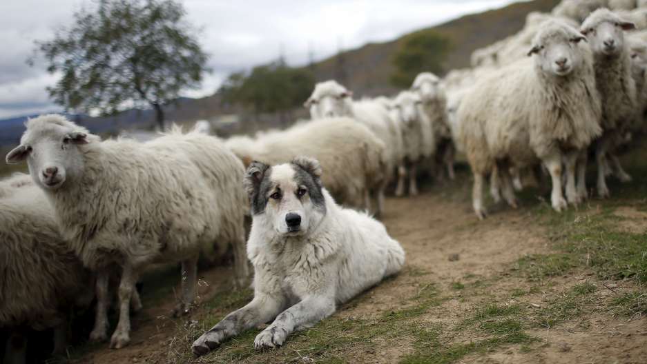 dog shepherd sheep