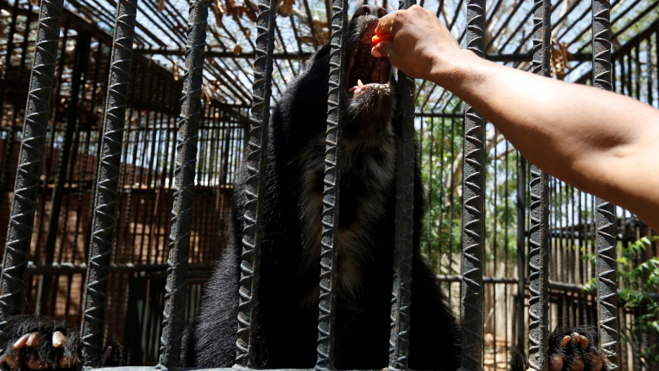 8 photos showing Venezuela zoo animals dealing with the food shortage