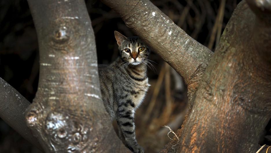 feral australian cats