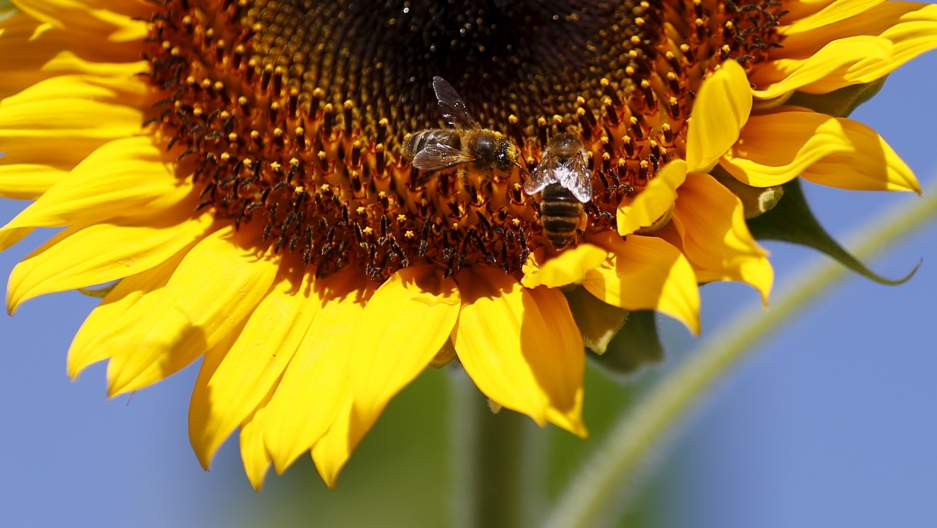 Bee pollination is essential to human health