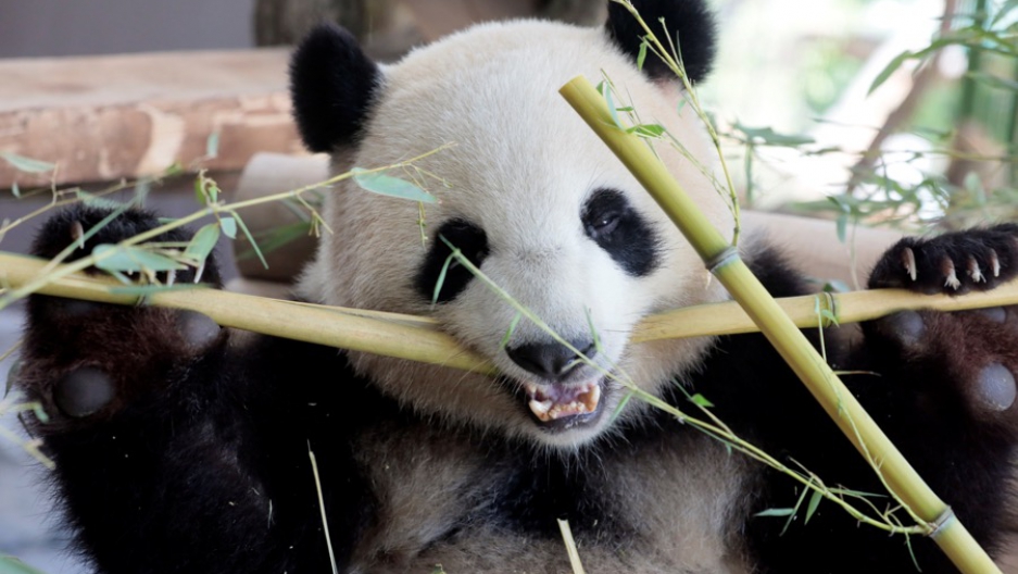 Two giant pandas have a new home in Berlin, the latest stop for ... Two giant pandas have a new home in Berlin, the latest stop for ...