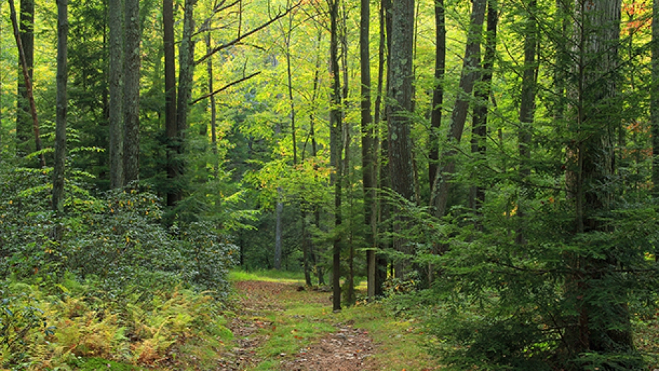 Trees in the US are migrating. What it means for the future of large