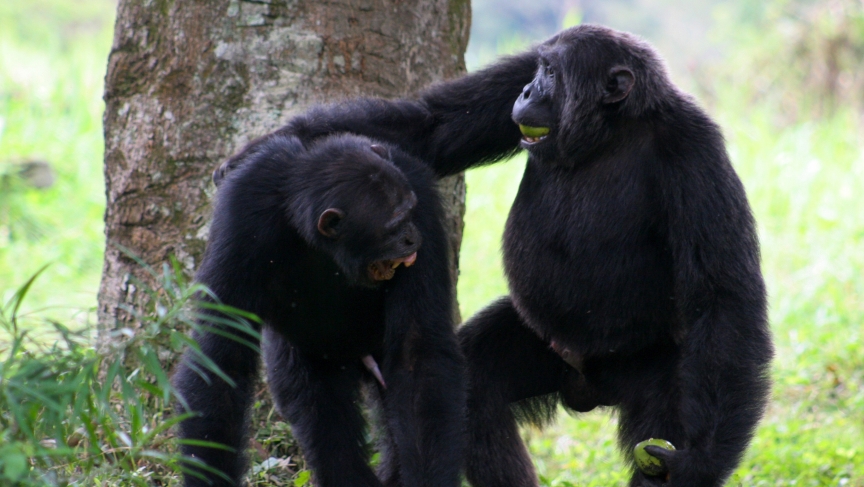 A 'lexicon' of chimp gestures may tell us things about our own language