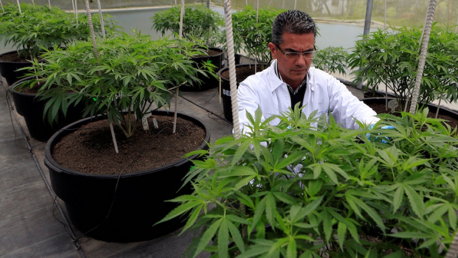 Colombia, long known for illicit drug trade, bets on legal marijuana