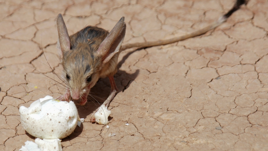 why scientists are so interested in studying this jumping rodent