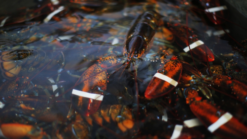 Here S How Lobsters Originally An Unwanted By Product Of Fishing