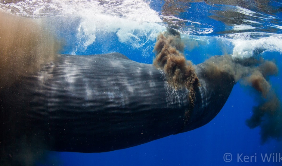 Sperm whale semen - New Sex Images whale semen Sperm