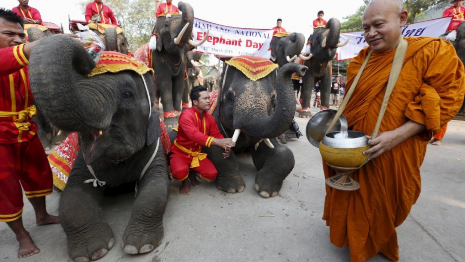 A Buddhist monk walks next to elephants during Thailand's national elephant day celebration in the ancient city of Ayutthaya on March 11, 2016.