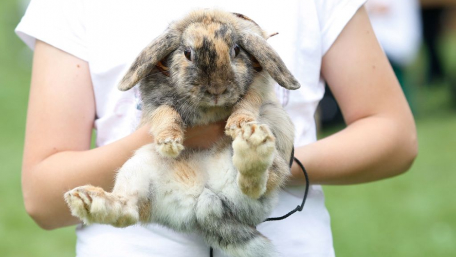Germany Rare Rabbit Without Ears Accidentally Killed By Tv Cameraman The World From Prx