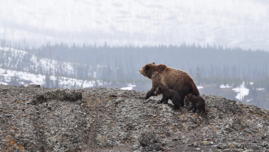 Bear