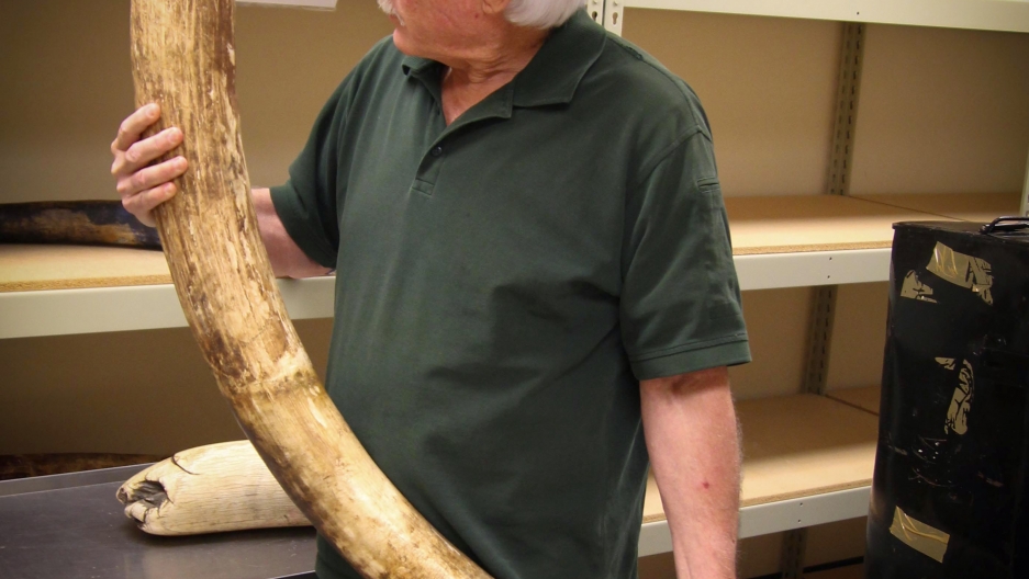 Lab director Ken Goddard holds one of 74 elephant tusks seized from traffickers smuggling ivory from Africa to China. The Forensics Lab tested dirt samples on the tusks to help narrow down their origin, as part of the investigation into who was responsibl