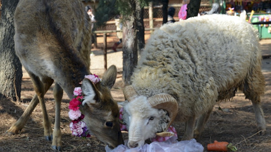 Ram Deer Wedding On Valentines Day At China Zoo Photos