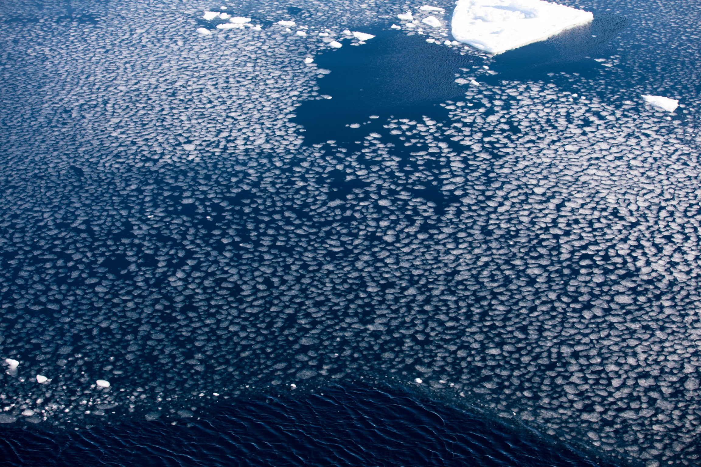 Pancakes, circular pieces of ice formed when when wind and waves break up new ice and abrasion rounds off its edges, start to form here. Thousands of circular white pieces of ice are show across the photo.
