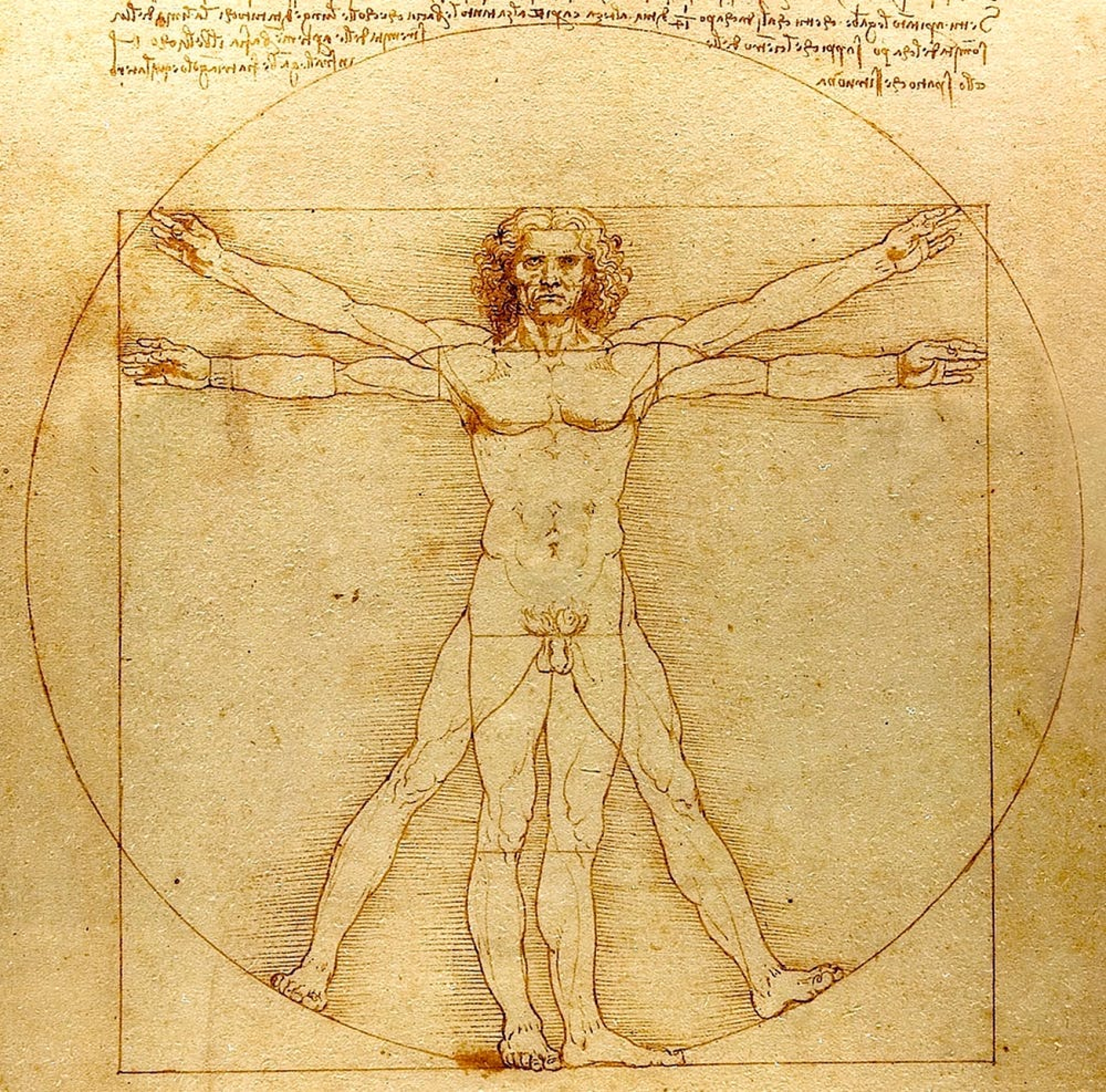 virtuvian man by da vinci