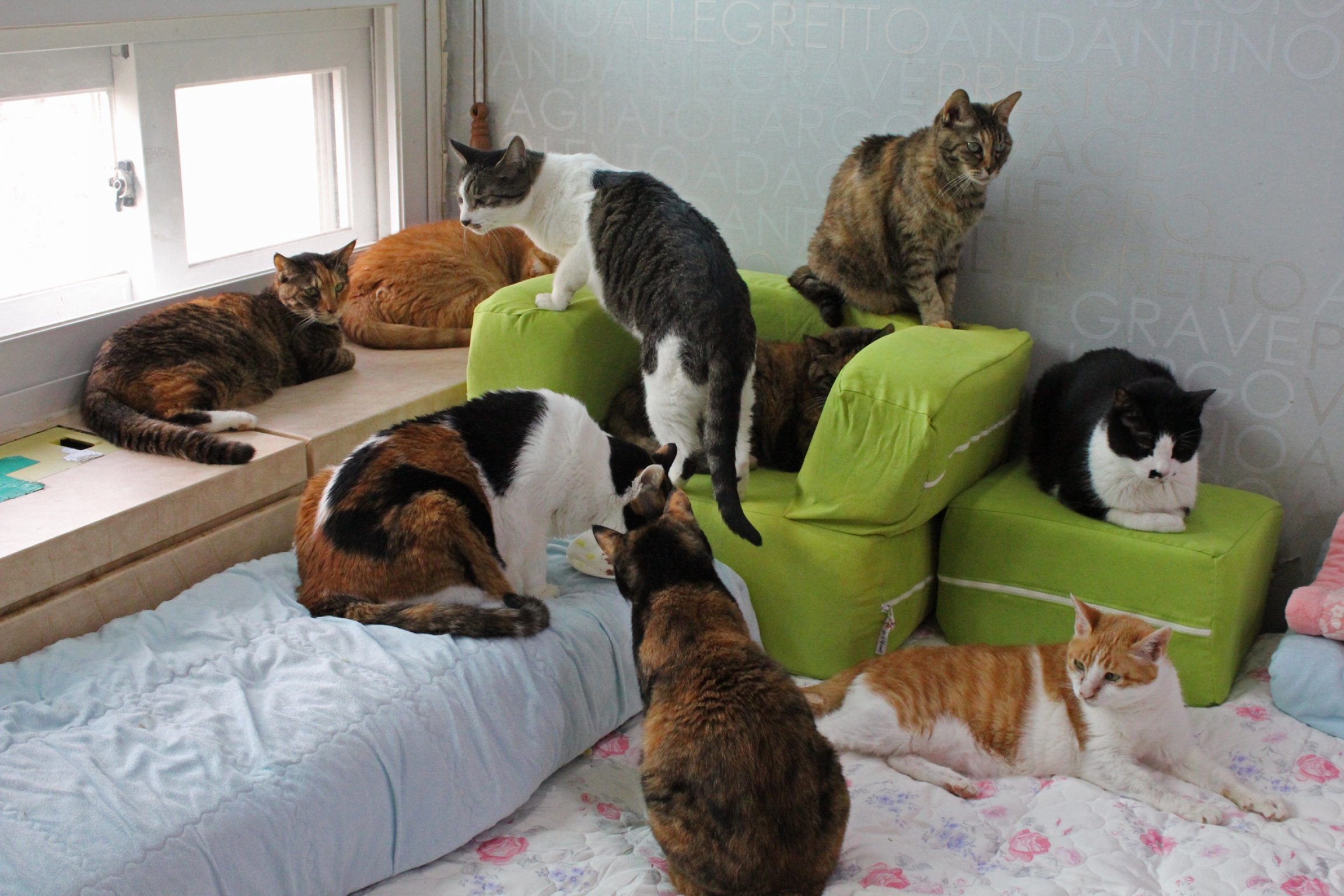 several cats lounge on green chairs in an apartment