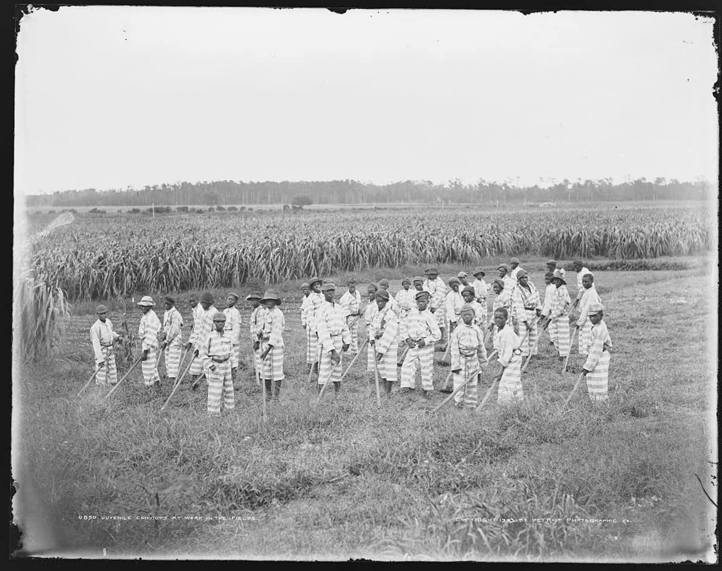 Juvenile convicts are shown at work in the fields, location unknown.