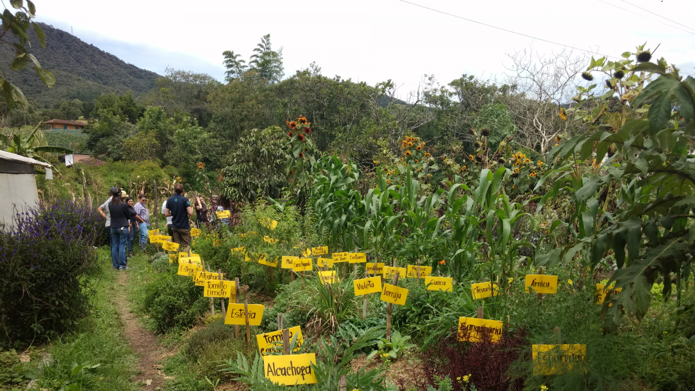 Colombian Farmers Combine Agriculture Ecology To Solve Economic