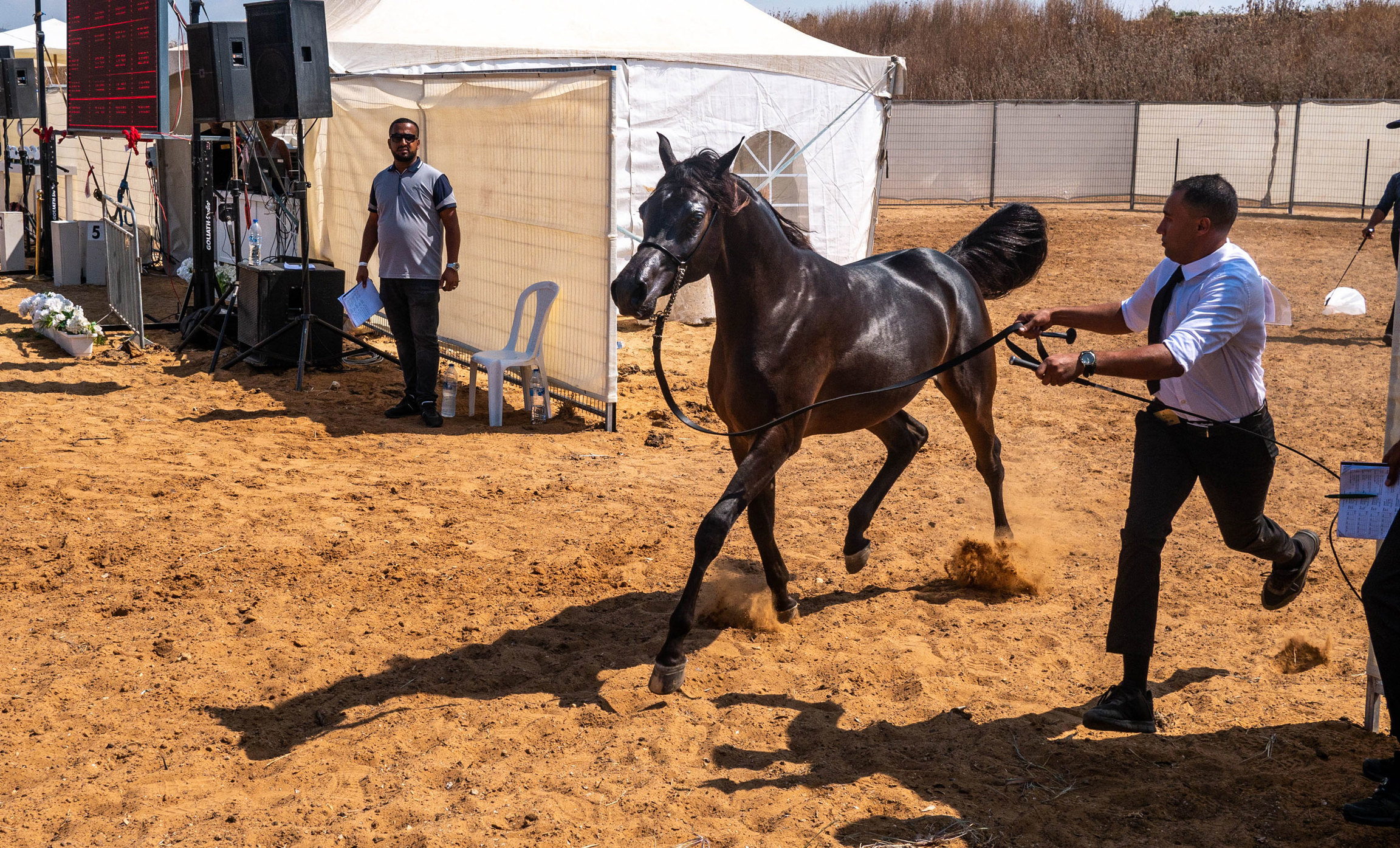 A recent Egyptian Arabian horse show was held in a rural area outside of Nazareth, Israel. A man is shown wearing a white shirt and black tie while holding the reins of a horse and running.