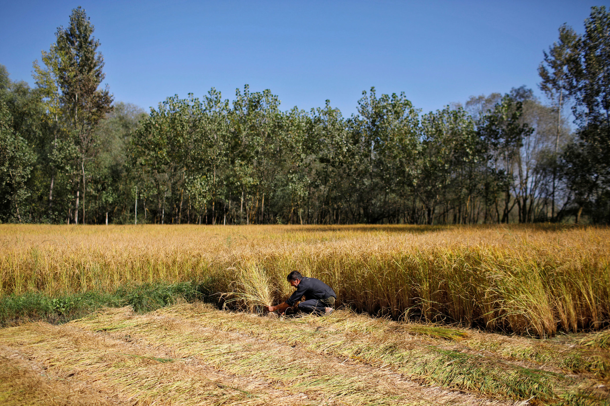 A Kashmiri farmer from Anchar neighborhood harvests rice paddies. A man is shown kneeling next to a field of golden colored rice paddy.