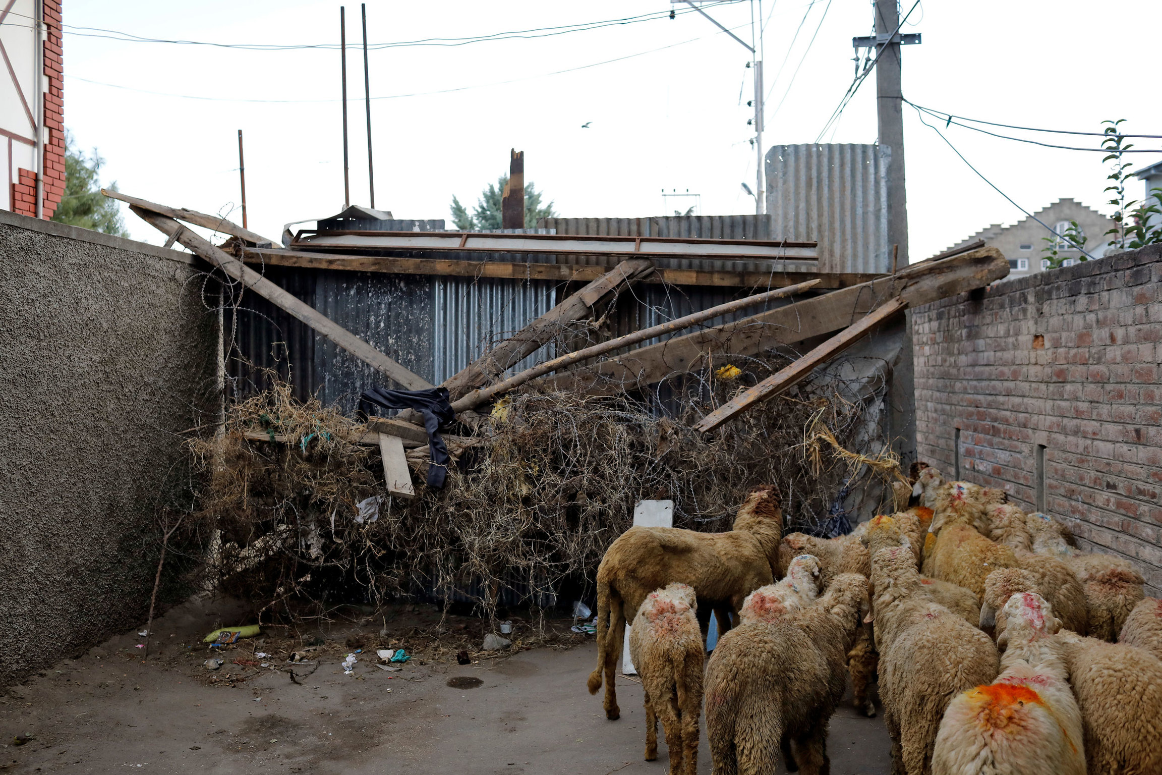 A herd of sheep pass through a barricade set up by the residents to prevent Indian security forces from entering Anchar neighborhood. A herd of brown sheep are shown standing at wooden barricade.
