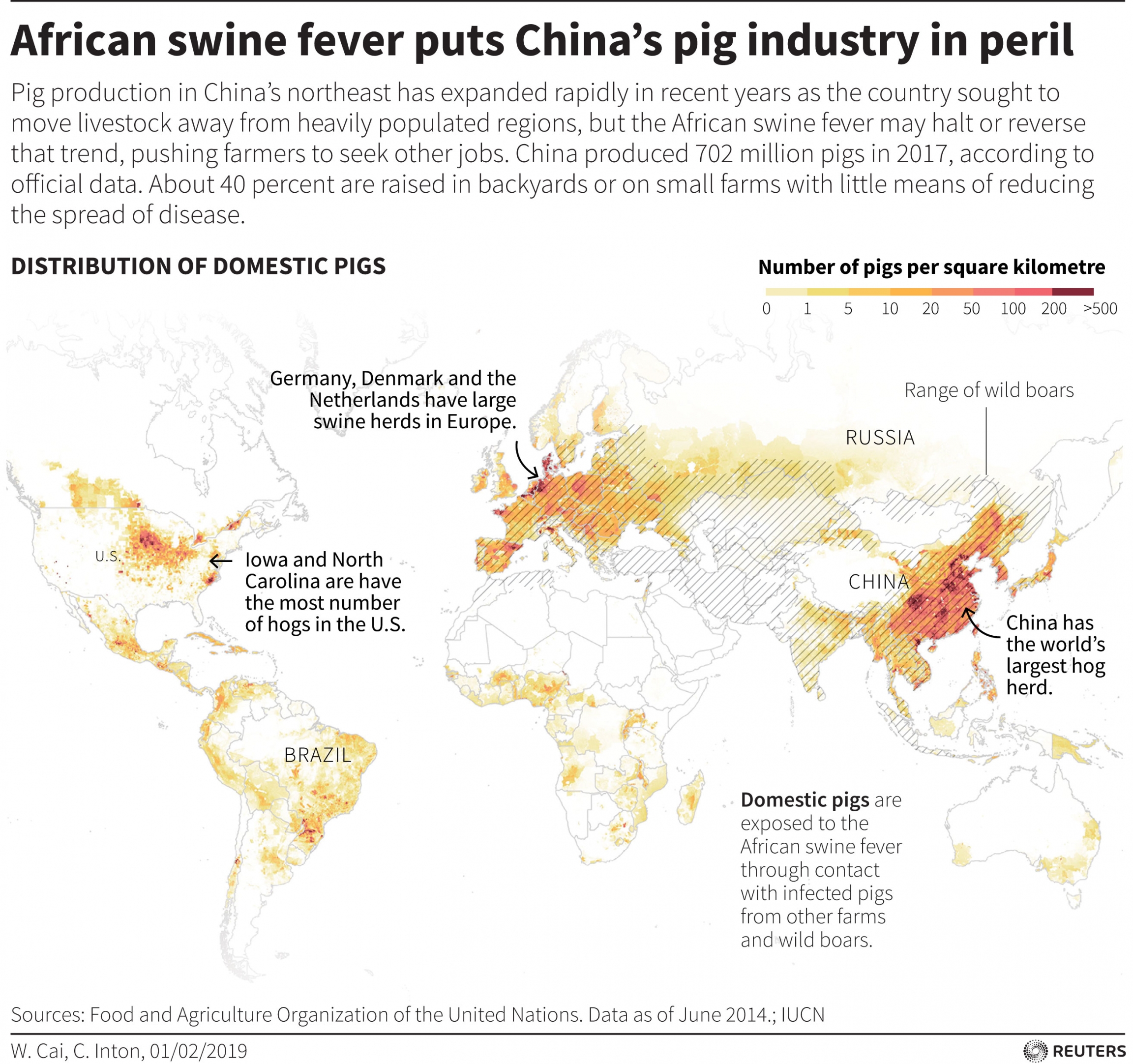 A map shows countries with large pig herds