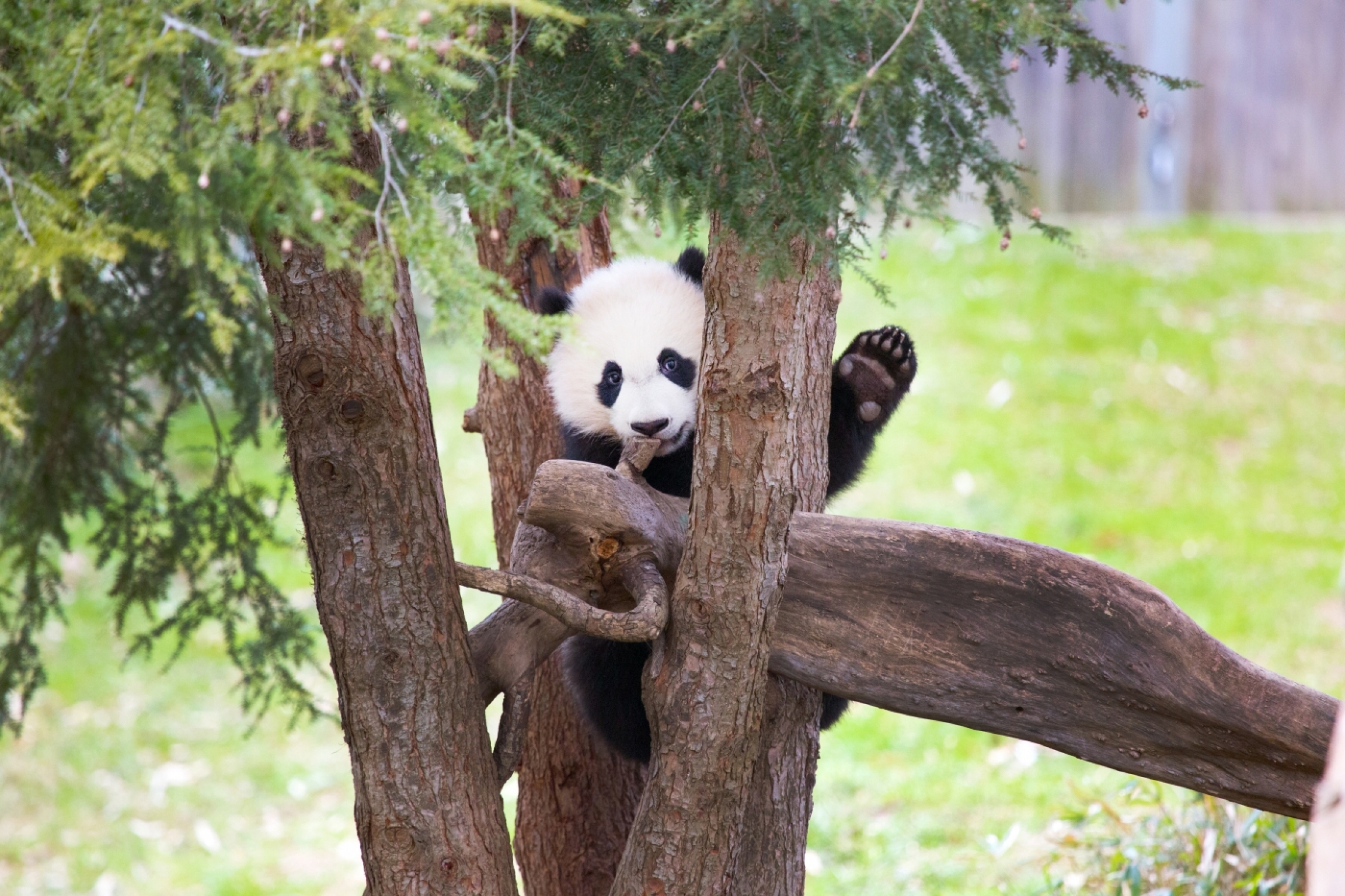 Giant panda Bei Bei at the Smithsonian National Zoo in Washington, DC. Black and white panda in a tree and waves his paw like he's waving goodbye