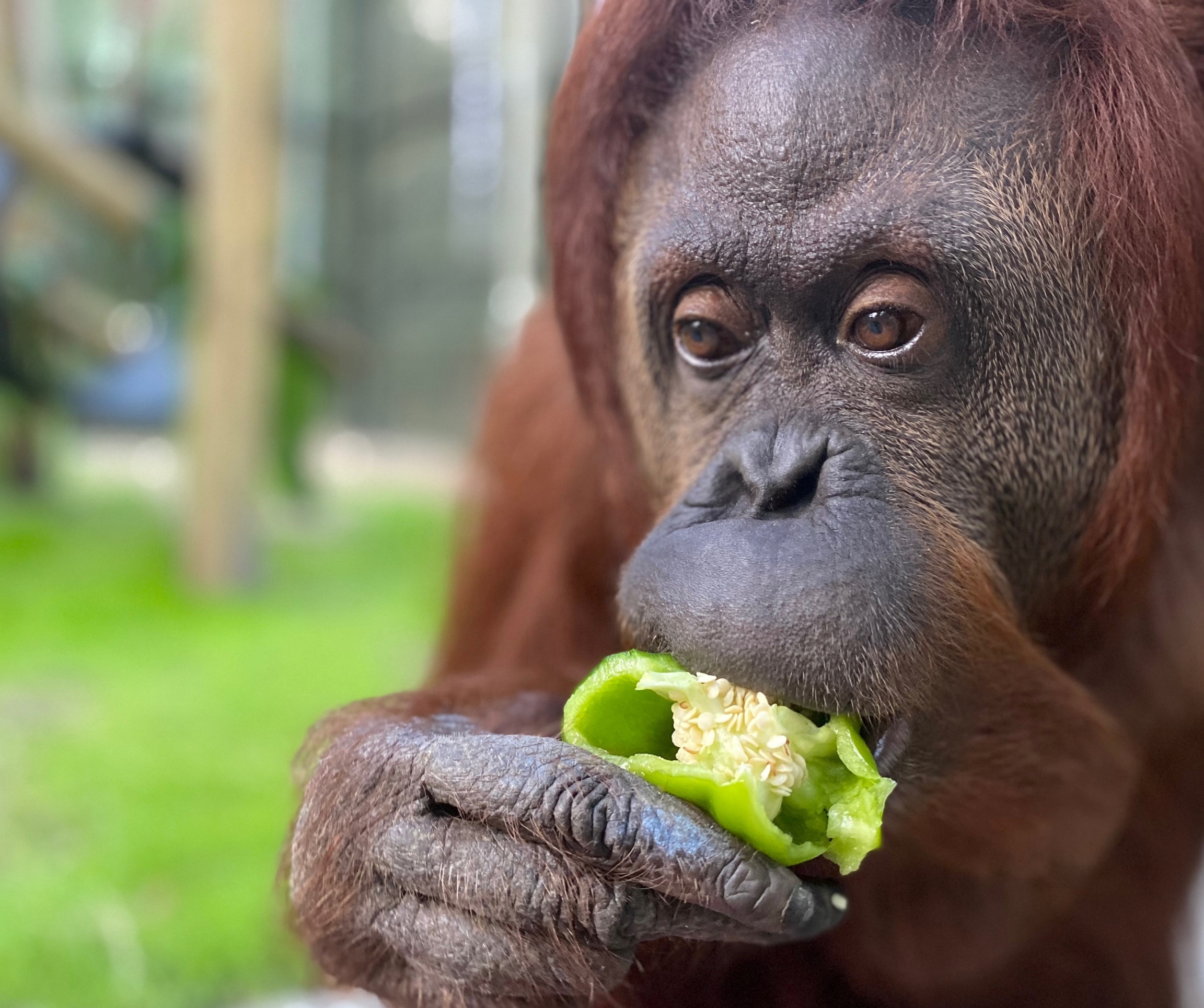 Orangutan Sandra is seen at the Center for Great Apes, in Wauchula, Florida, Nov. 7, 2019. An orangutan eats a green pepper