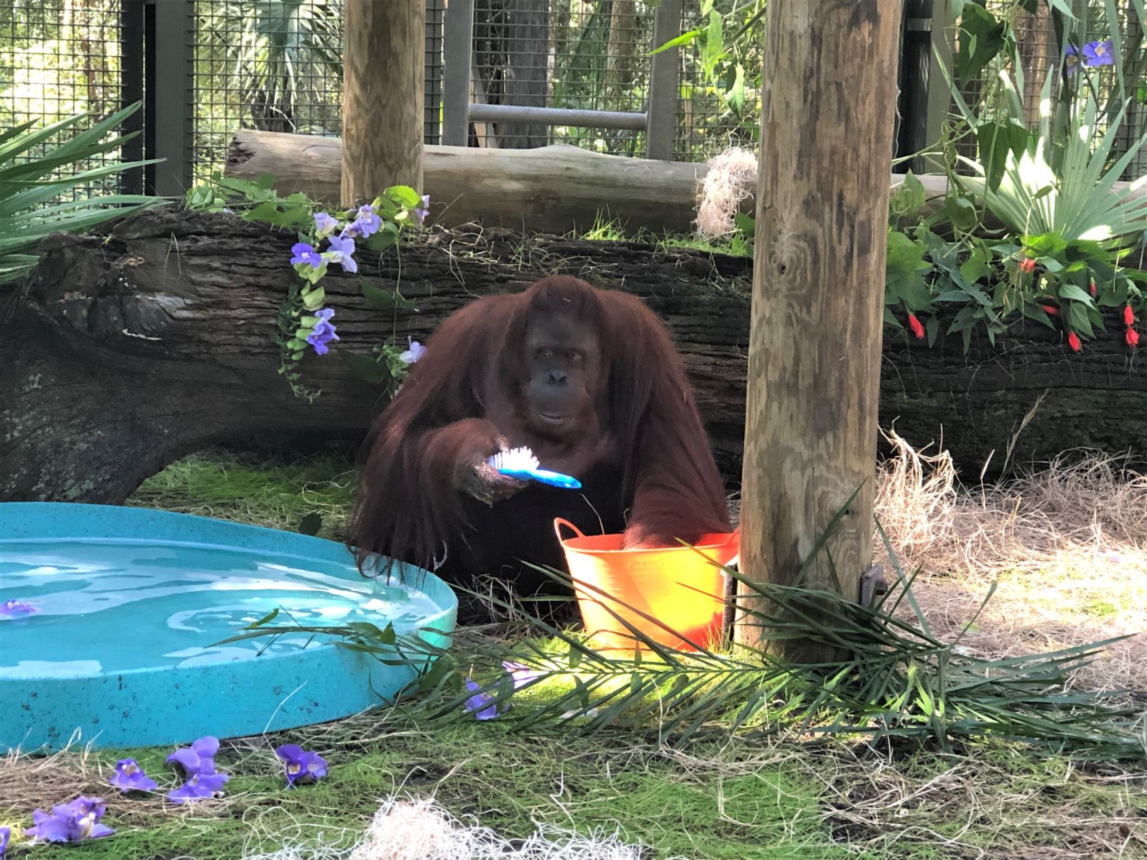 Sandra the orangutan in her new home, the Florida Center for Great Apes, Nov. 12, 2019. Sandra the orangutan in her new home, the Florida Center for Great Apes, Nov. 12, 2019.