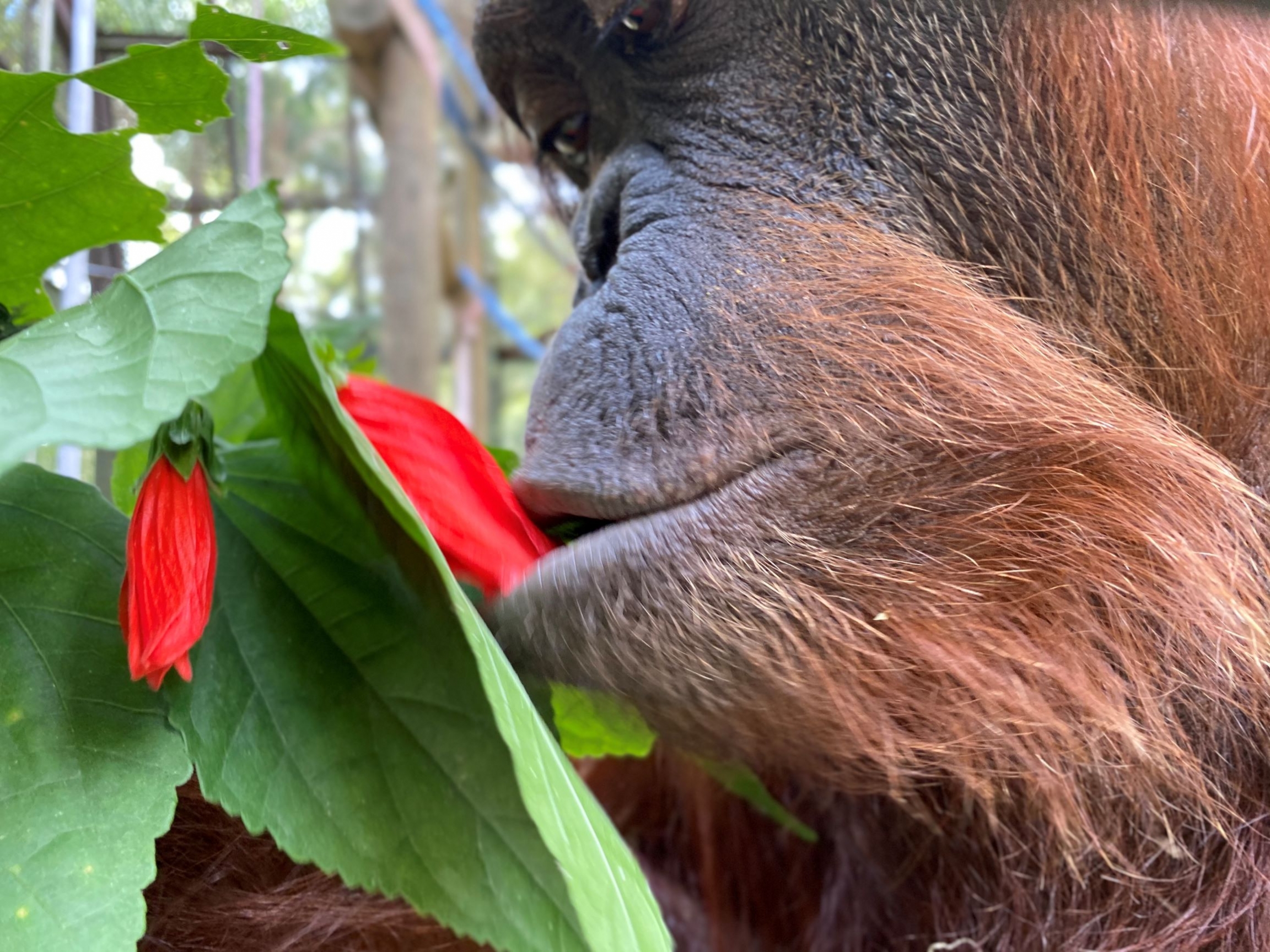Sandra the orangutan tastes a wild hibiscus, Nov. 12, 2019. Sandra the orangutan tastes a wild hibiscus, Nov. 12, 2019.