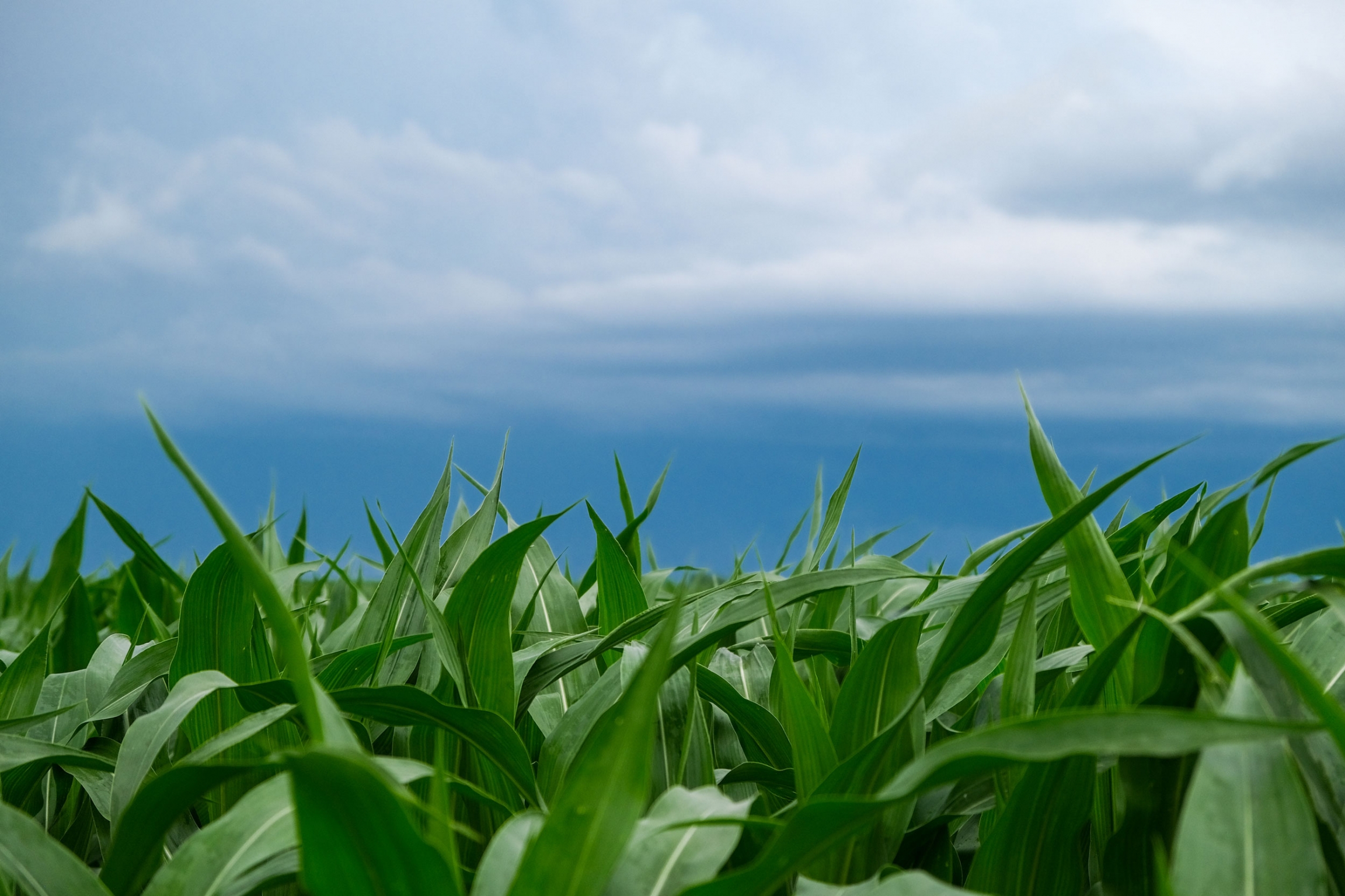 Lake Erie turns toxic every summer. Officials aren't cracking down